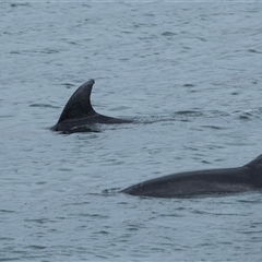 Tursiops truncatus at Callala Bay, NSW - 9 Feb 2023 by AlisonMilton