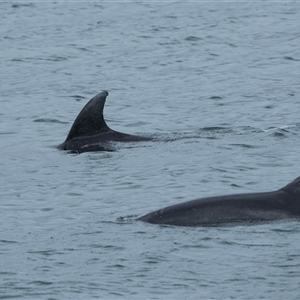 Tursiops truncatus at Callala Bay, NSW by AlisonMilton