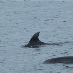 Tursiops truncatus at Callala Bay, NSW - 9 Feb 2023 11:05 AM