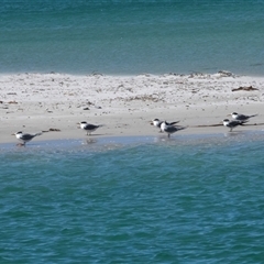 Thalasseus bergii (Crested Tern) at Huskisson, NSW - 5 Oct 2023 by AlisonMilton