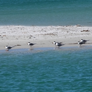 Thalasseus bergii (Crested Tern) at Huskisson, NSW by AlisonMilton