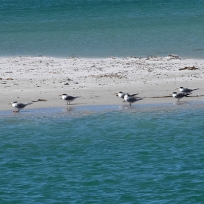 Thalasseus bergii (Crested Tern) at Huskisson, NSW - 5 Oct 2023 by AlisonMilton