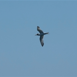 Thalasseus bergii at Huskisson, NSW - 5 Oct 2023 02:30 PM