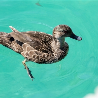 Anas castanea (Chestnut Teal) at Huskisson, NSW - 5 Oct 2023 by AlisonMilton