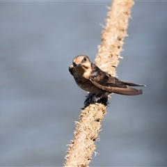 Hirundo neoxena (Welcome Swallow) at Regentville, NSW - 16 Mar 2023 by AlisonMilton