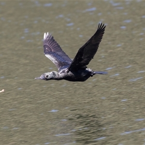 Phalacrocorax sulcirostris at Mulgoa, NSW - 16 Mar 2023 11:57 AM
