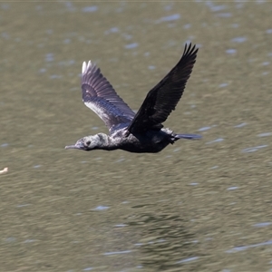 Phalacrocorax sulcirostris at Mulgoa, NSW by AlisonMilton