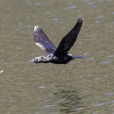 Phalacrocorax sulcirostris (Little Black Cormorant) at Mulgoa, NSW - 16 Mar 2023 by AlisonMilton