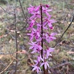 Dipodium punctatum (Blotched Hyacinth Orchid) at Kambah, ACT - 11 Jan 2025 by dgb900