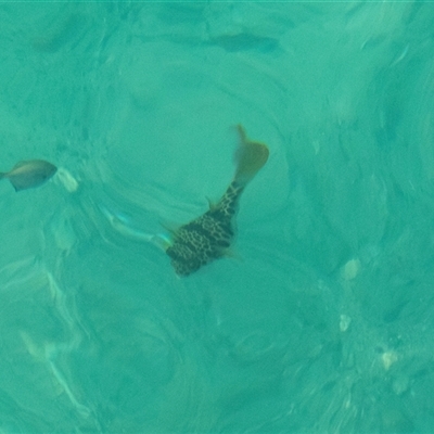 Tetractenos glaber (Smooth Toadfish) at Huskisson, NSW - 5 Oct 2023 by AlisonMilton