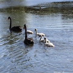 Cygnus atratus (Black Swan) at Mango Hill, QLD - 10 Apr 2012 by AlisonMilton