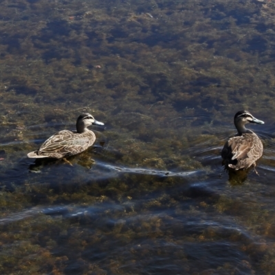 Anas superciliosa (Pacific Black Duck) at North Lakes, QLD - 10 Apr 2012 by AlisonMilton