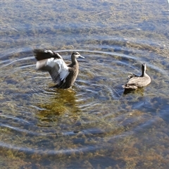 Anas superciliosa at North Lakes, QLD - 10 Apr 2012 03:38 PM