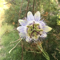 Passiflora caerulea (Blue Passionflower) at Mogareeka, NSW - 20 Nov 2020 by IHendy01