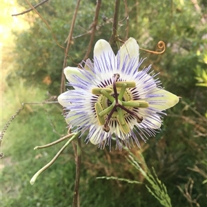 Passiflora caerulea at Mogareeka, NSW - 20 Nov 2020 06:52 PM