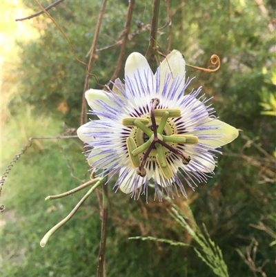 Passiflora caerulea (Blue Passionflower) at Mogareeka, NSW - 20 Nov 2020 by IHendy01