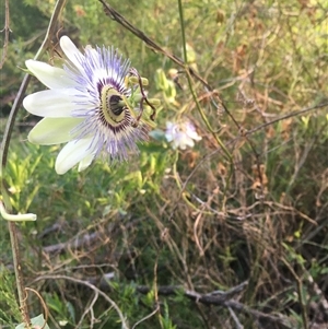 Passiflora caerulea at Mogareeka, NSW - 20 Nov 2020 06:52 PM