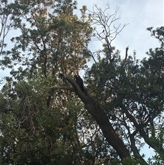 Zanda funerea (Yellow-tailed Black-Cockatoo) at Broulee, NSW - 3 Dec 2020 by IHendy01