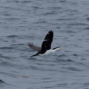 Microcarbo melanoleucos (Little Pied Cormorant) at Beecroft Peninsula, NSW by AlisonMilton