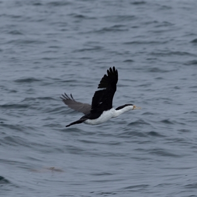 Microcarbo melanoleucos (Little Pied Cormorant) at Beecroft Peninsula, NSW - 7 Nov 2024 by AlisonMilton