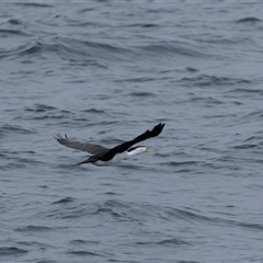 Microcarbo melanoleucos at Beecroft Peninsula, NSW - 7 Nov 2024 01:38 PM