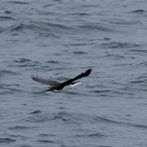 Microcarbo melanoleucos at Beecroft Peninsula, NSW - 7 Nov 2024 01:38 PM