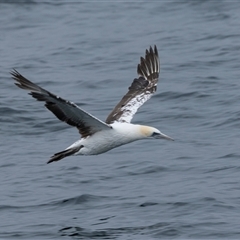 Morus serrator (Australasian Gannet) at Callala Bay, NSW - 7 Nov 2024 by AlisonMilton