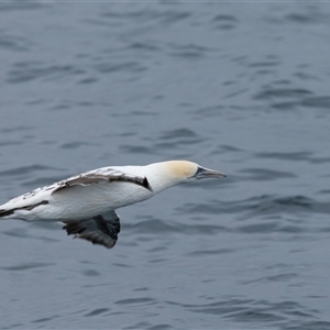 Morus serrator at Callala Bay, NSW - 7 Nov 2024