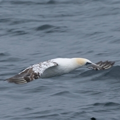 Morus serrator at Callala Bay, NSW - 7 Nov 2024