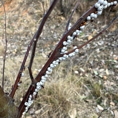 Cryptes baccatus (Wattle Tick Scale) at Calwell, ACT - 30 Aug 2024 by IHendy01