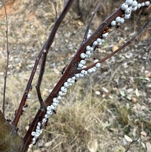 Cryptes baccatus at Calwell, ACT - 30 Aug 2024 04:00 PM