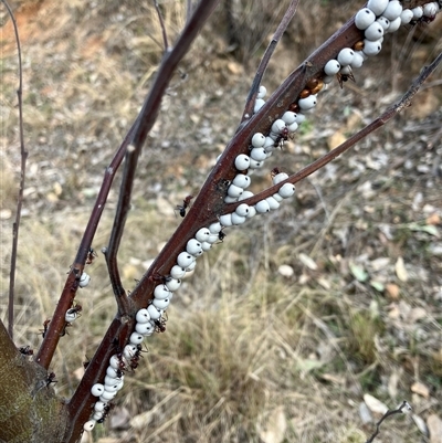 Cryptes baccatus (Wattle Tick Scale) at Calwell, ACT - 30 Aug 2024 by IHendy01