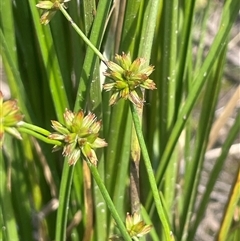 Juncus fockei (A Rush) at Mount Fairy, NSW - 17 Jan 2025 by JaneR