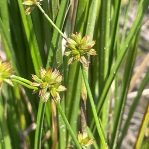 Juncus fockei (A Rush) at Mount Fairy, NSW by JaneR