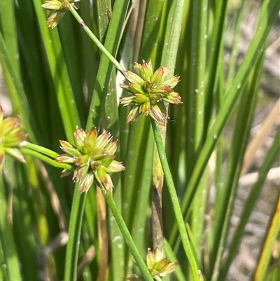 Juncus fockei (A Rush) at Mount Fairy, NSW - 17 Jan 2025 by JaneR