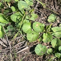 Centella asiatica at Mount Fairy, NSW - 17 Jan 2025 by JaneR