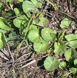 Centella asiatica at Mount Fairy, NSW by JaneR