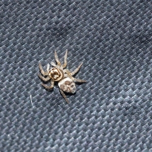 Unidentified Jumping or peacock spider (Salticidae) at Higgins, ACT by AlisonMilton