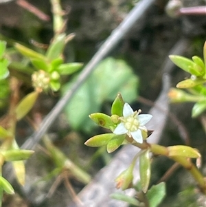 Crassula helmsii (Swamp Stonecrop) at Mount Fairy, NSW by JaneR