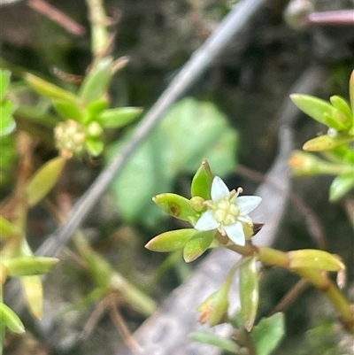 Crassula helmsii (Swamp Stonecrop) at Mount Fairy, NSW - 17 Jan 2025 by JaneR