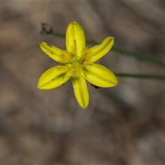 Tricoryne elatior (Yellow Rush Lily) at Dunlop, ACT - 19 Nov 2024 by AlisonMilton