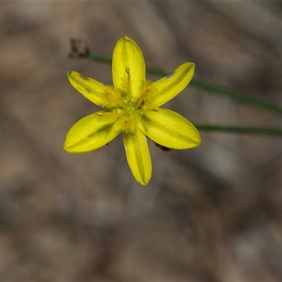 Tricoryne elatior (Yellow Rush Lily) at Dunlop, ACT - 19 Nov 2024 by AlisonMilton