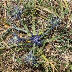 Eryngium ovinum (Blue Devil) at Dunlop, ACT - 19 Nov 2024 by AlisonMilton