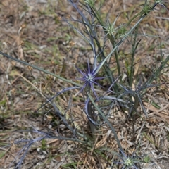 Eryngium ovinum at Dunlop, ACT - 19 Nov 2024 11:52 AM