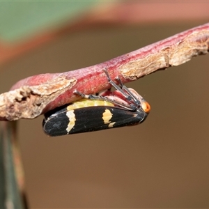 Eurymeloides pulchra (Gumtree hopper) at Dunlop, ACT by AlisonMilton