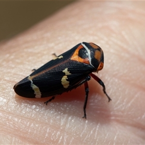 Eurymeloides pulchra at Dunlop, ACT - 19 Nov 2024 11:57 AM