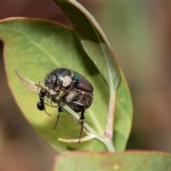 Liparetrus sp. (genus) (Chafer beetle) at Fraser, ACT - 19 Nov 2024 by AlisonMilton