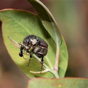 Unidentified Scarab beetle (Scarabaeidae) at Fraser, ACT by AlisonMilton