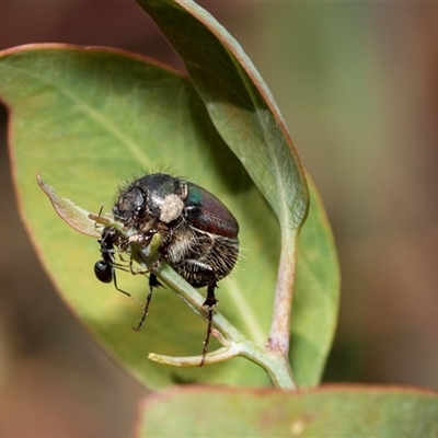 Unidentified Scarab beetle (Scarabaeidae) at Fraser, ACT - 19 Nov 2024 by AlisonMilton