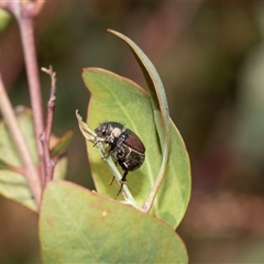 Unidentified at suppressed - 19 Nov 2024